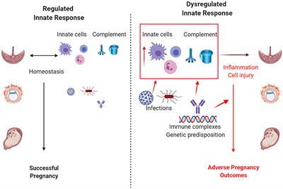 Editorial: Innate Immunity in Normal and Adverse Pregnancy